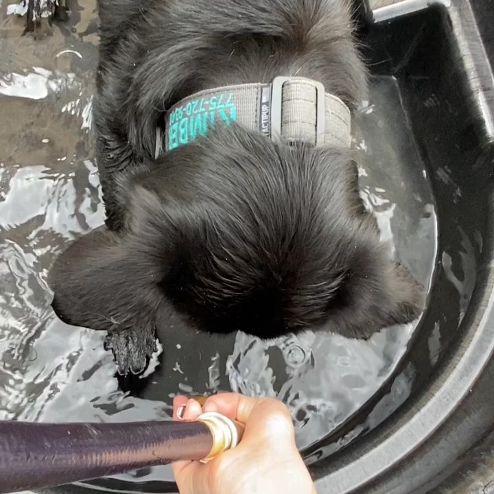 Booboo's Buddies - Play with dog - Pet Boarding Near Me - Carson City, Nevada
