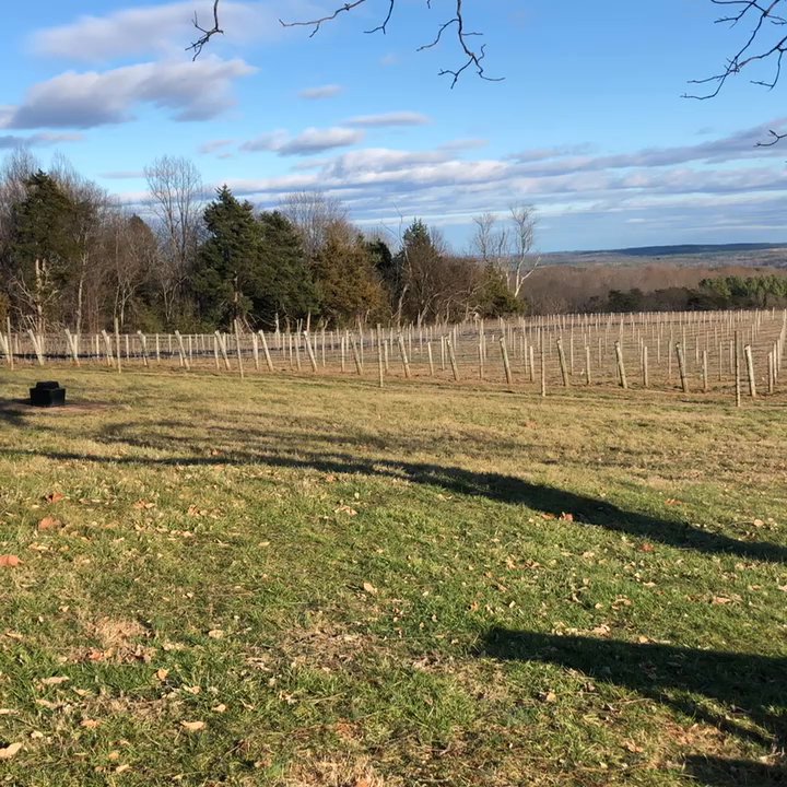Blenheim Vineyards - Grateful for a "warm" Sunday in January - Wineries Near Me - Charlottesville, Virginia