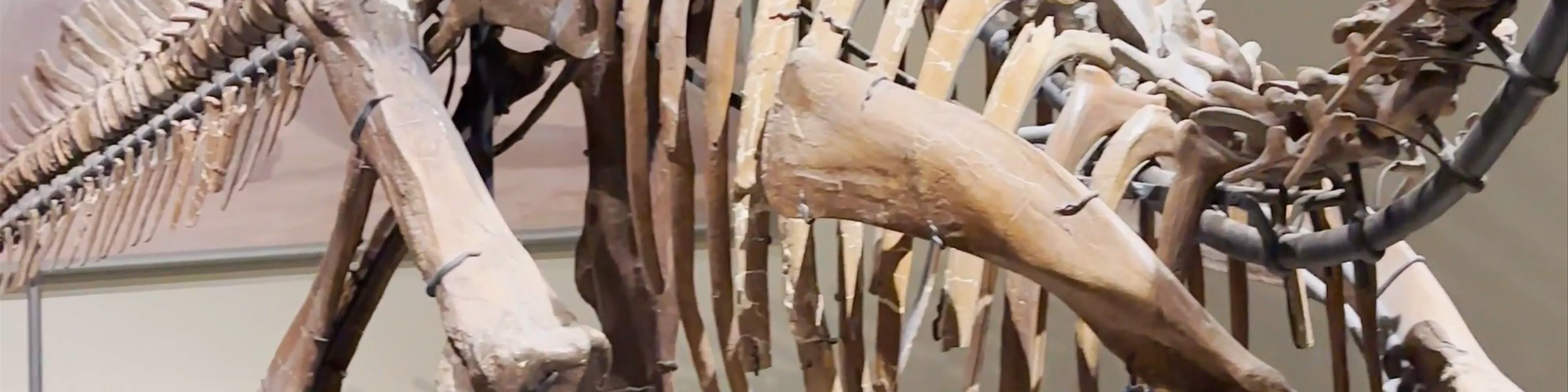 Field Museum
