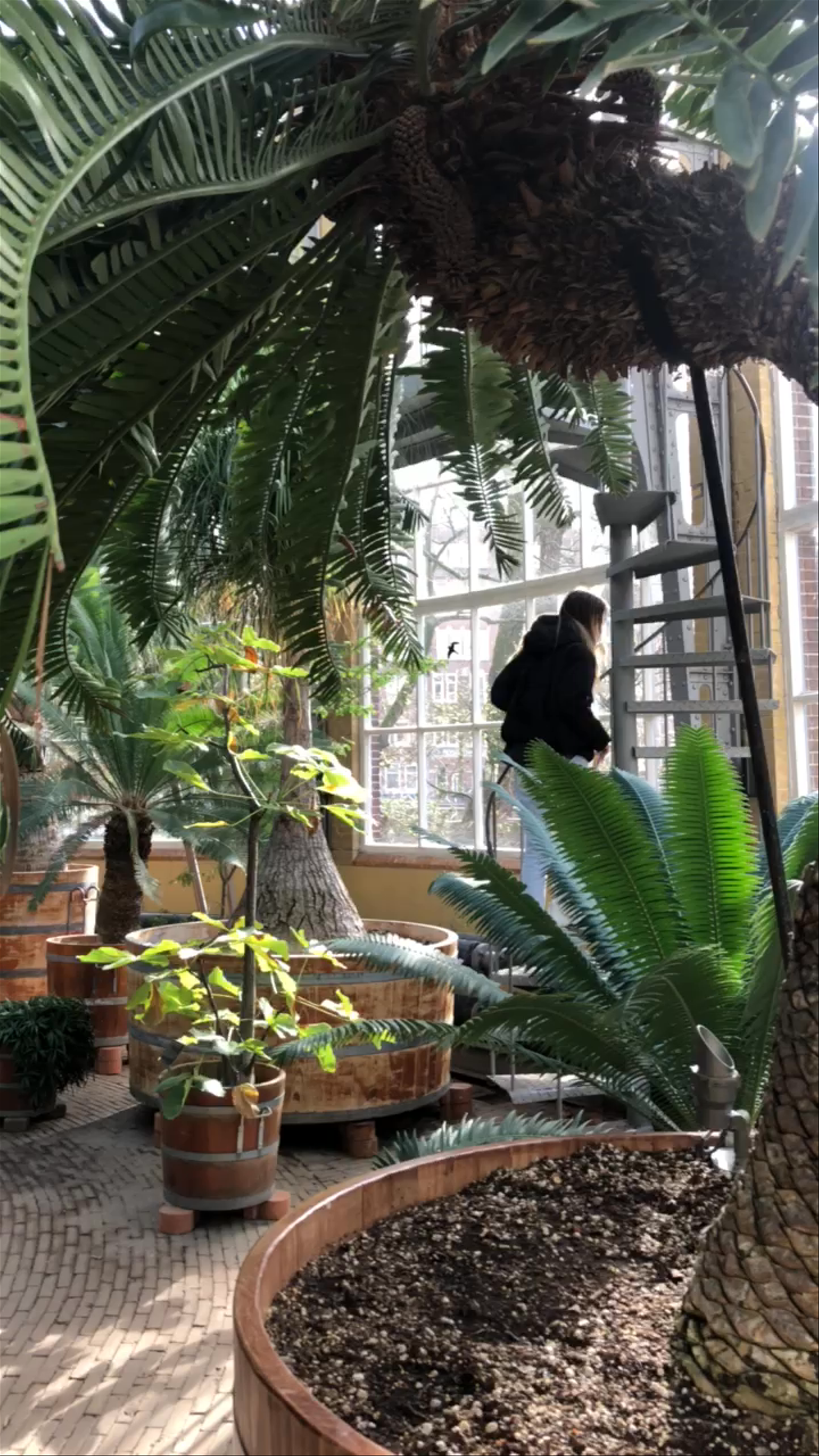 Hortus Botanicus Amsterdam