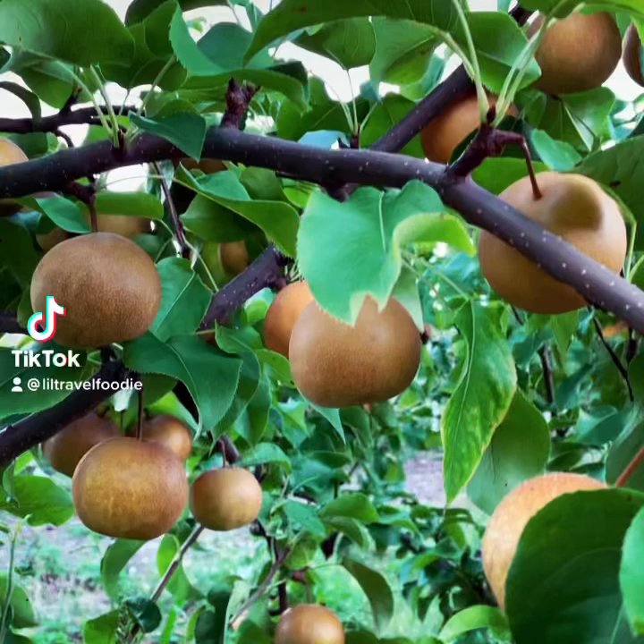 Indian Creek Farm - Fruits & Veggies Near Me - Ithaca, New York