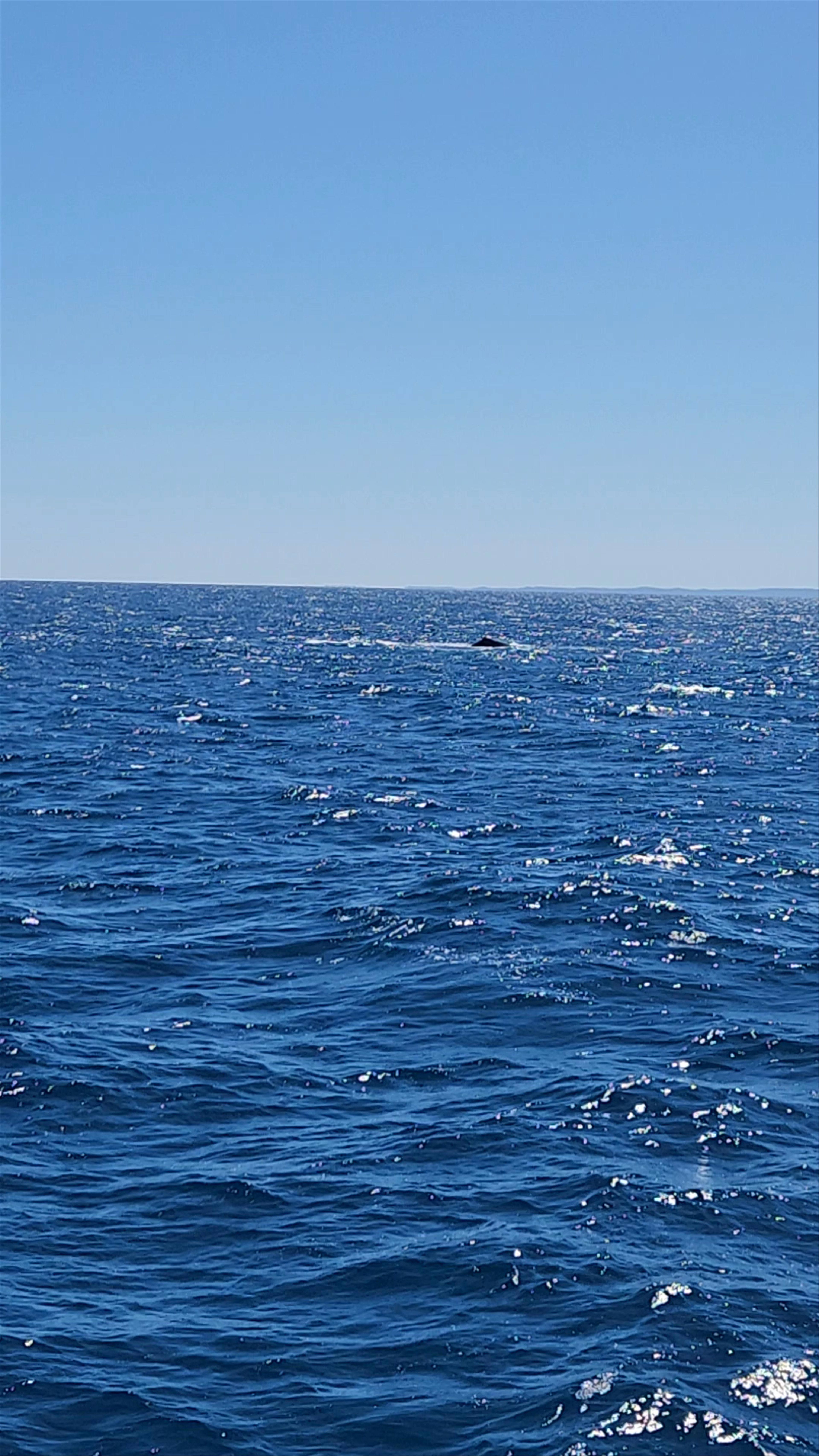 Boat Club Whale Watch & Adventure Cruises