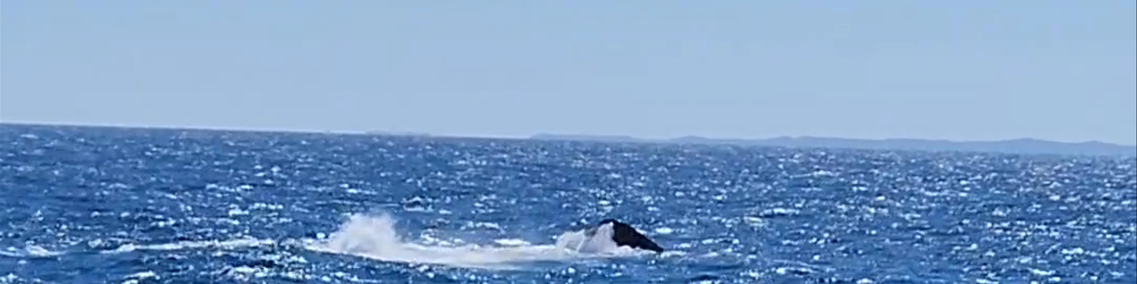 Boat Club Whale Watch & Adventure Cruises