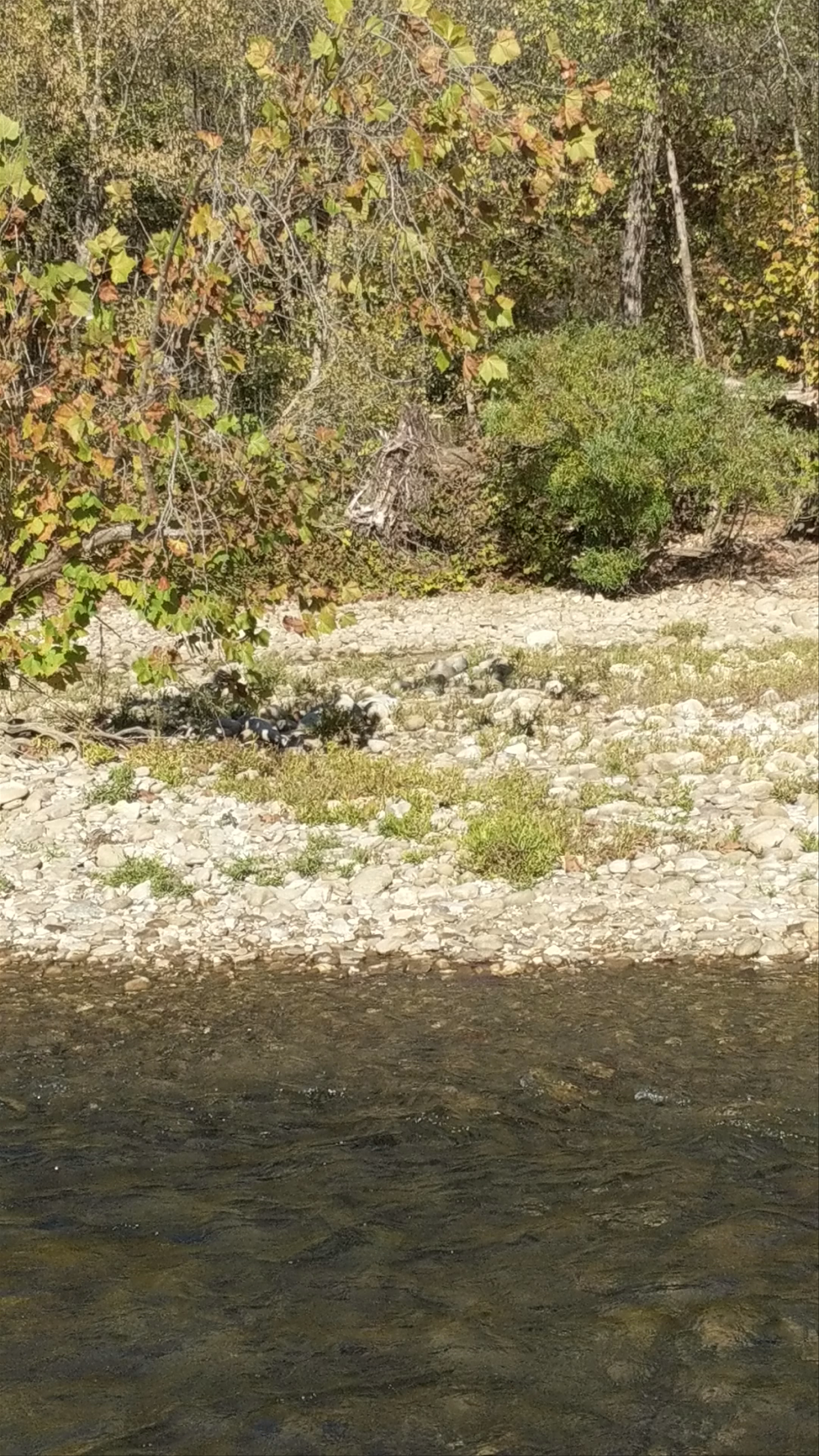 Buffalo National River Park