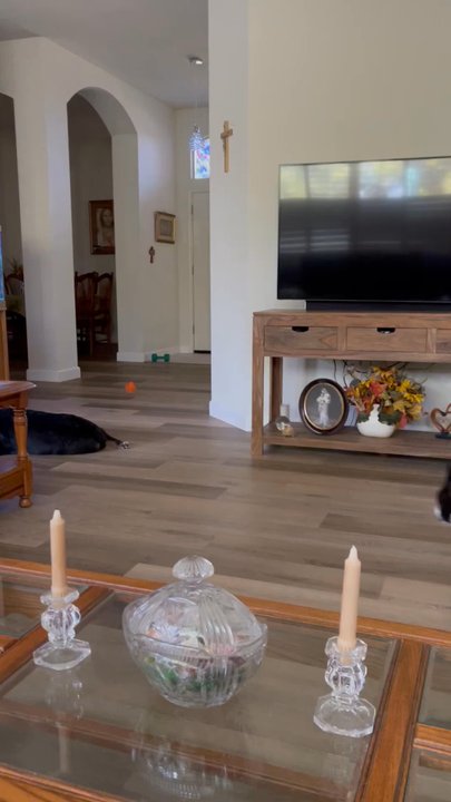 Accent Carpet One Floor & Home - The floors are amazing even with a goofy Boston dashing around the house. - Carpeting Near Me - Tracy, California