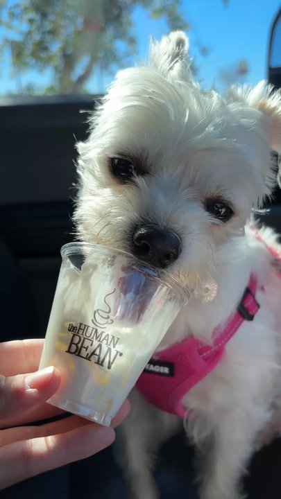 The Human Bean - Pup cup! - Coffee & Tea Near Me - Parker, Arizona