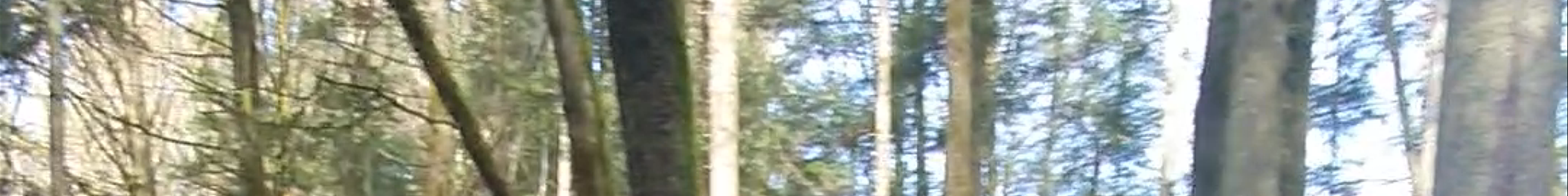 Tours & experiences in Saint-Dié-des-Vosges
