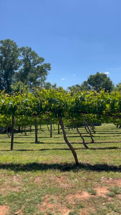 City Scape Winery - Wineries Near Me - Pelzer, South Carolina