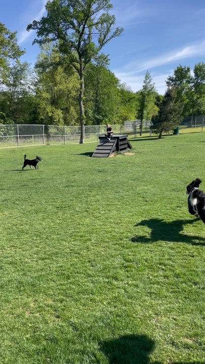 Hound Mound Dog Park - Video of the black dog who a few minutes later locked in on her. - Dog Parks Near Me - Flower Mound, Texas