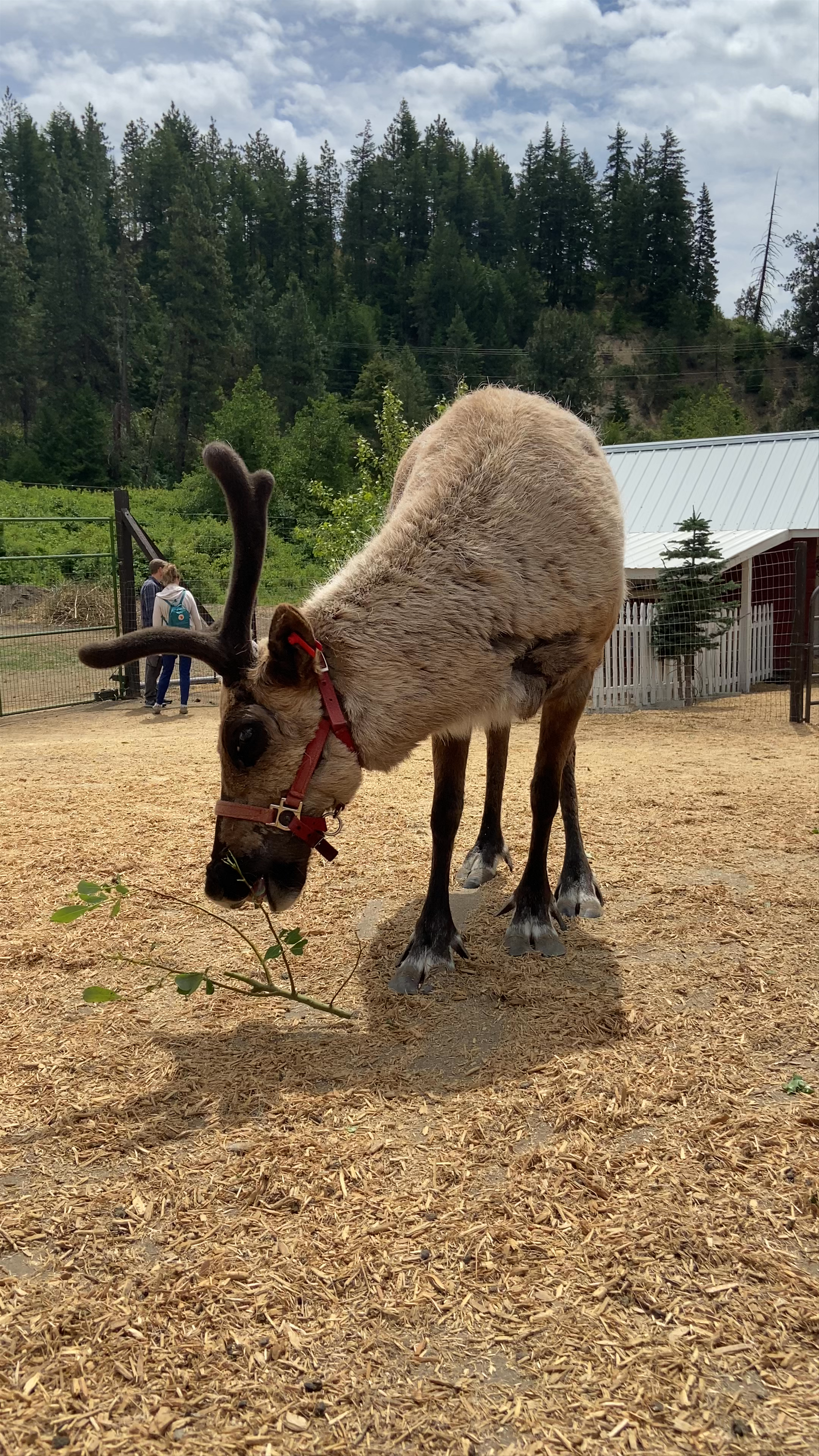 Leavenworth Reindeer Farm