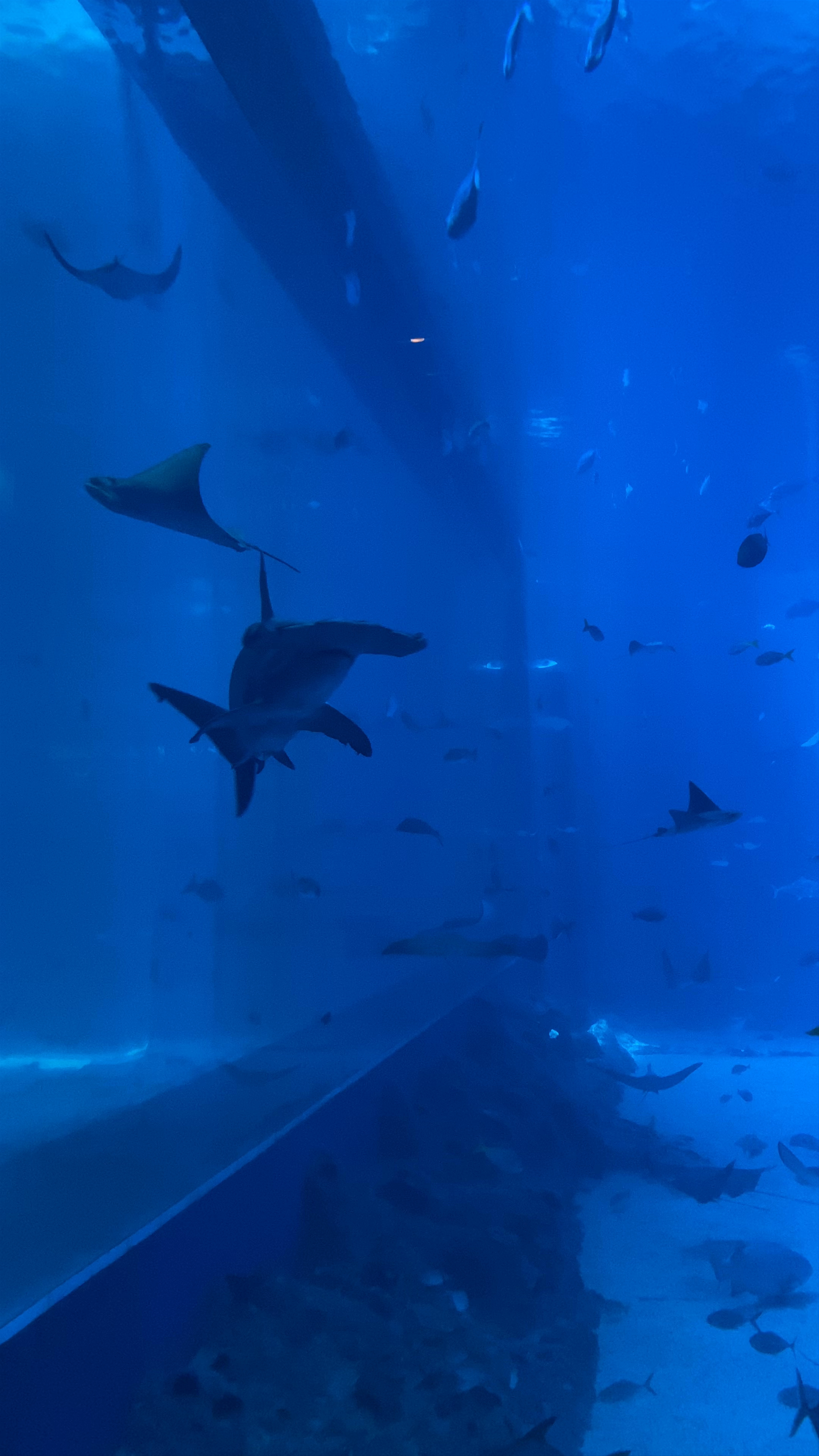 Underwater Wonders at Sentosa Gateway Aquarium, Singapore