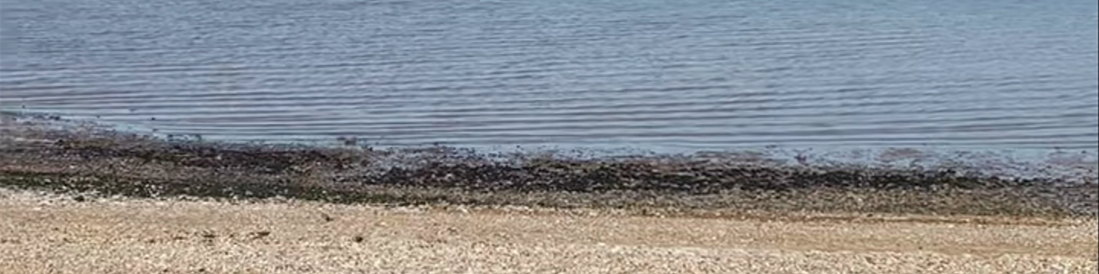 Swalecliffe Beach