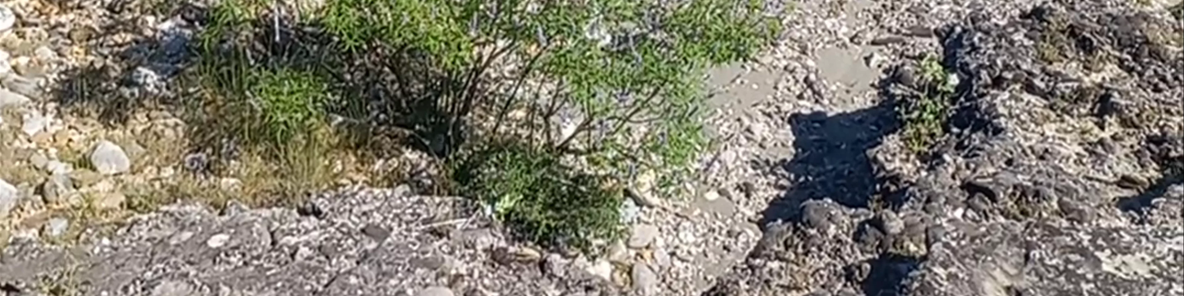 Old bridge