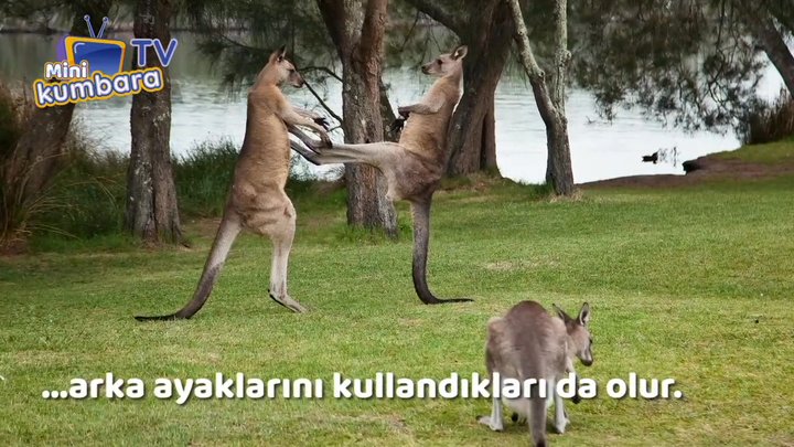 thumbnail Kanguru