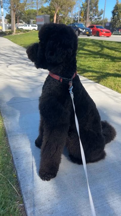 Discount Pets - Scar!! Calm boy. - Pet Groomers Near Me - Anaheim, California