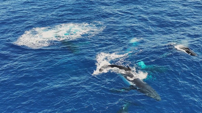 Humpback Whales in Antarctica poster