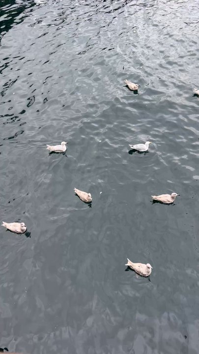 Pier 54 - Sea gulls - Seafood Near Me - Seattle, Washington