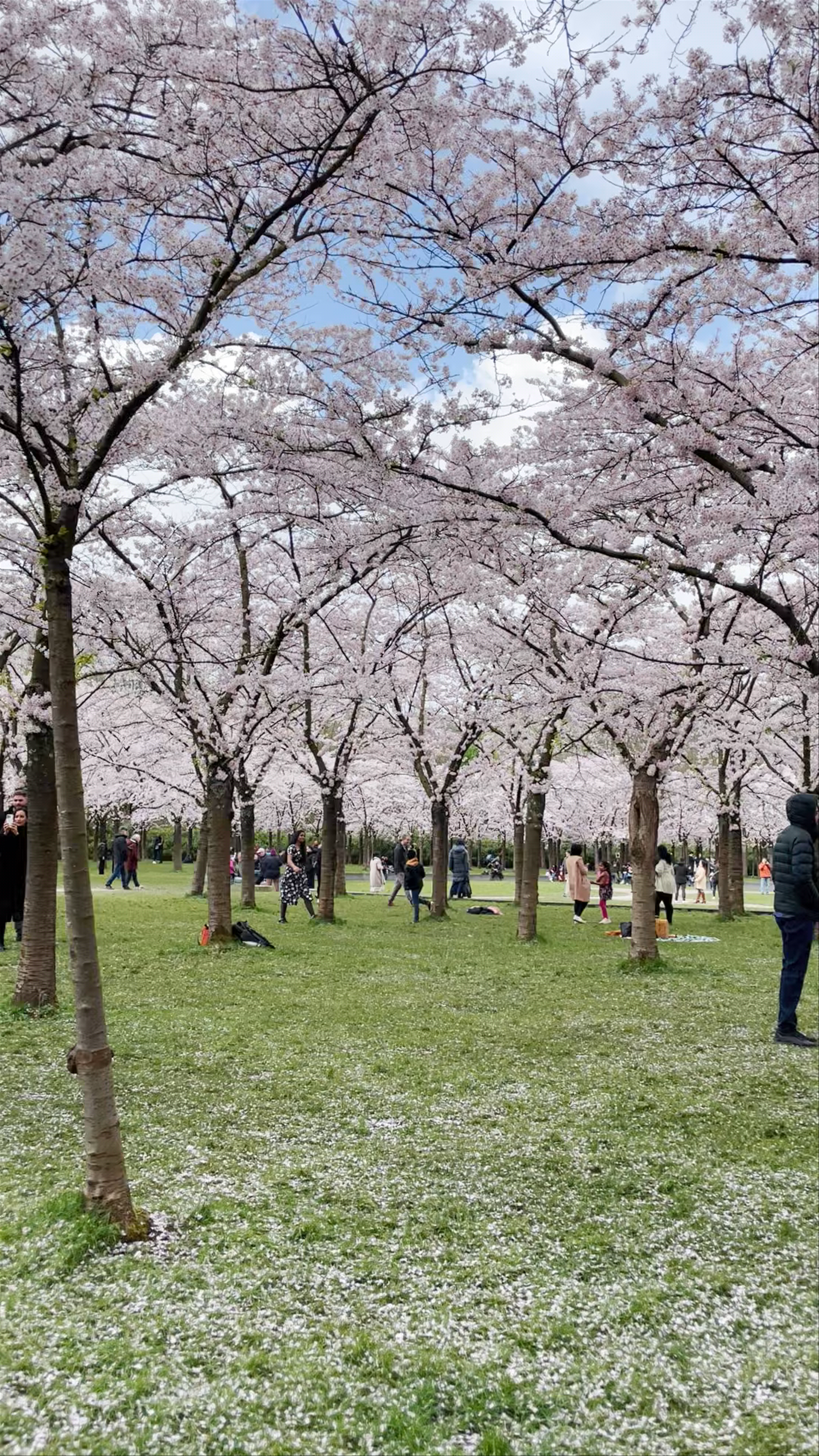 Springtime Sakura Splendor at Bloesempark, Amstelveen