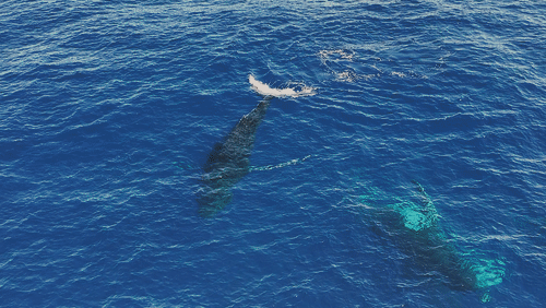 Humpback Whales in Antarctica animated gif