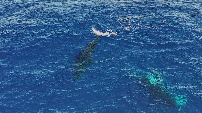 Humpback Whales in Antarctica poster