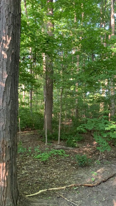 Wexford Park - Parks Near Me - Toronto, Ontario