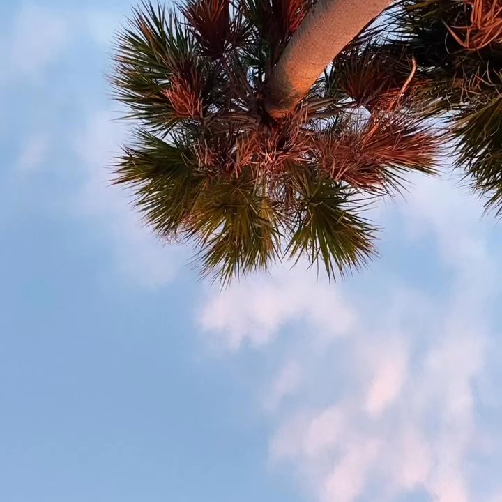 Rickenback Causeway Dog Beach - Beaches Near Me