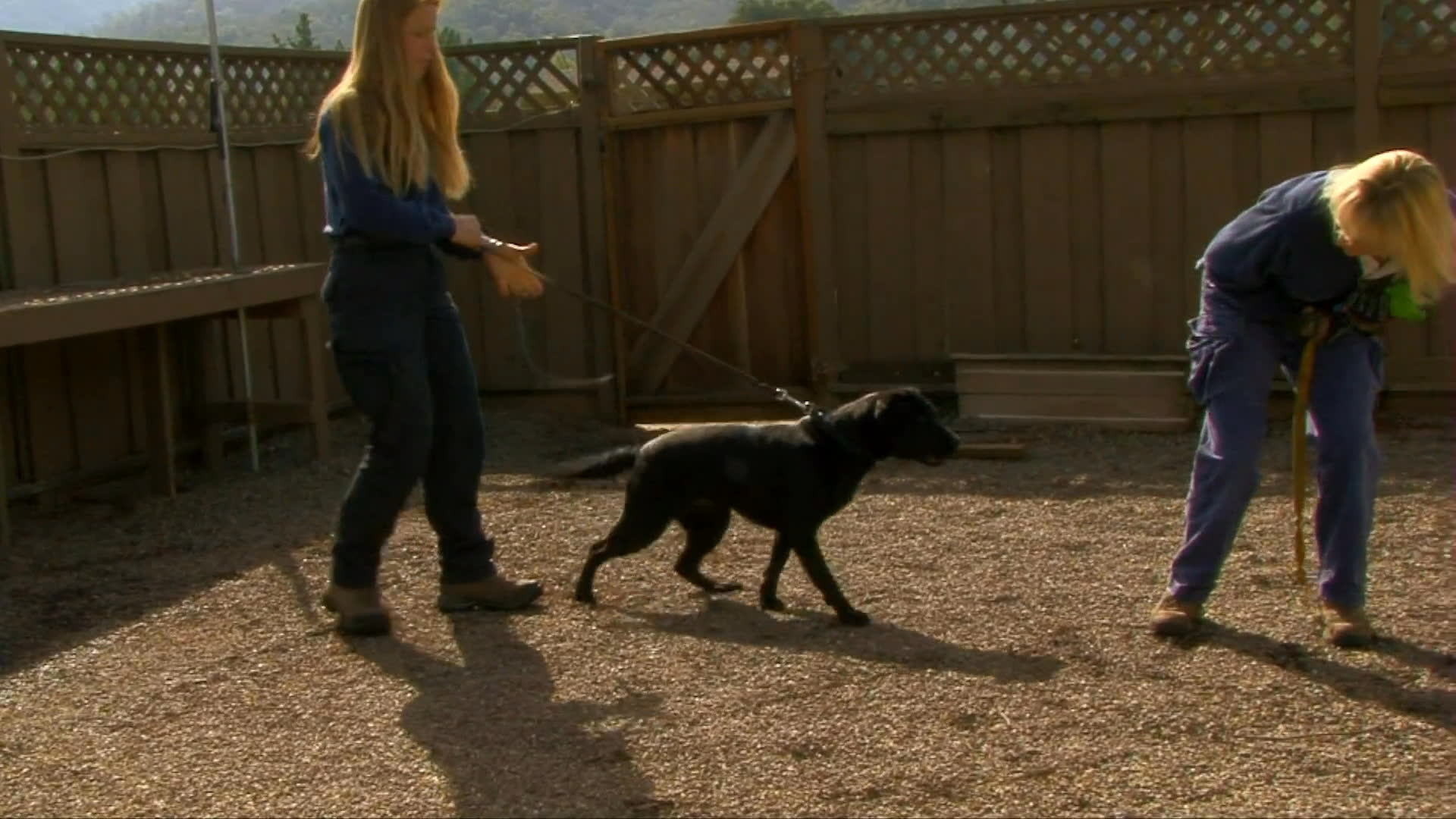 Professional trainers work with a black retriever in an outdoor kennel setting to reinforce obedience and engagement through active play and guidance.