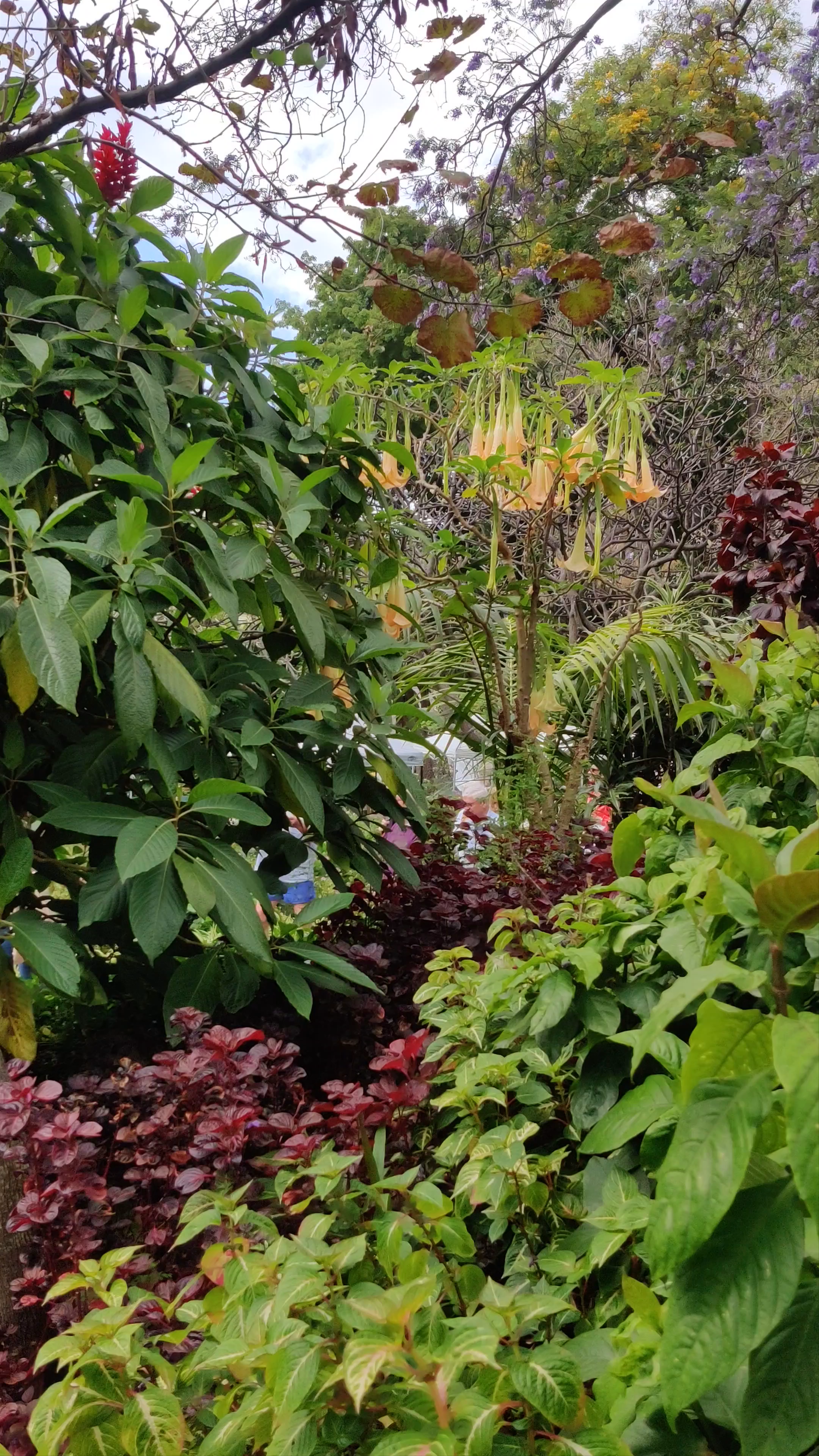 Strolling Through Jardim Municipal do Funchal: A Botanical Haven in Madeira