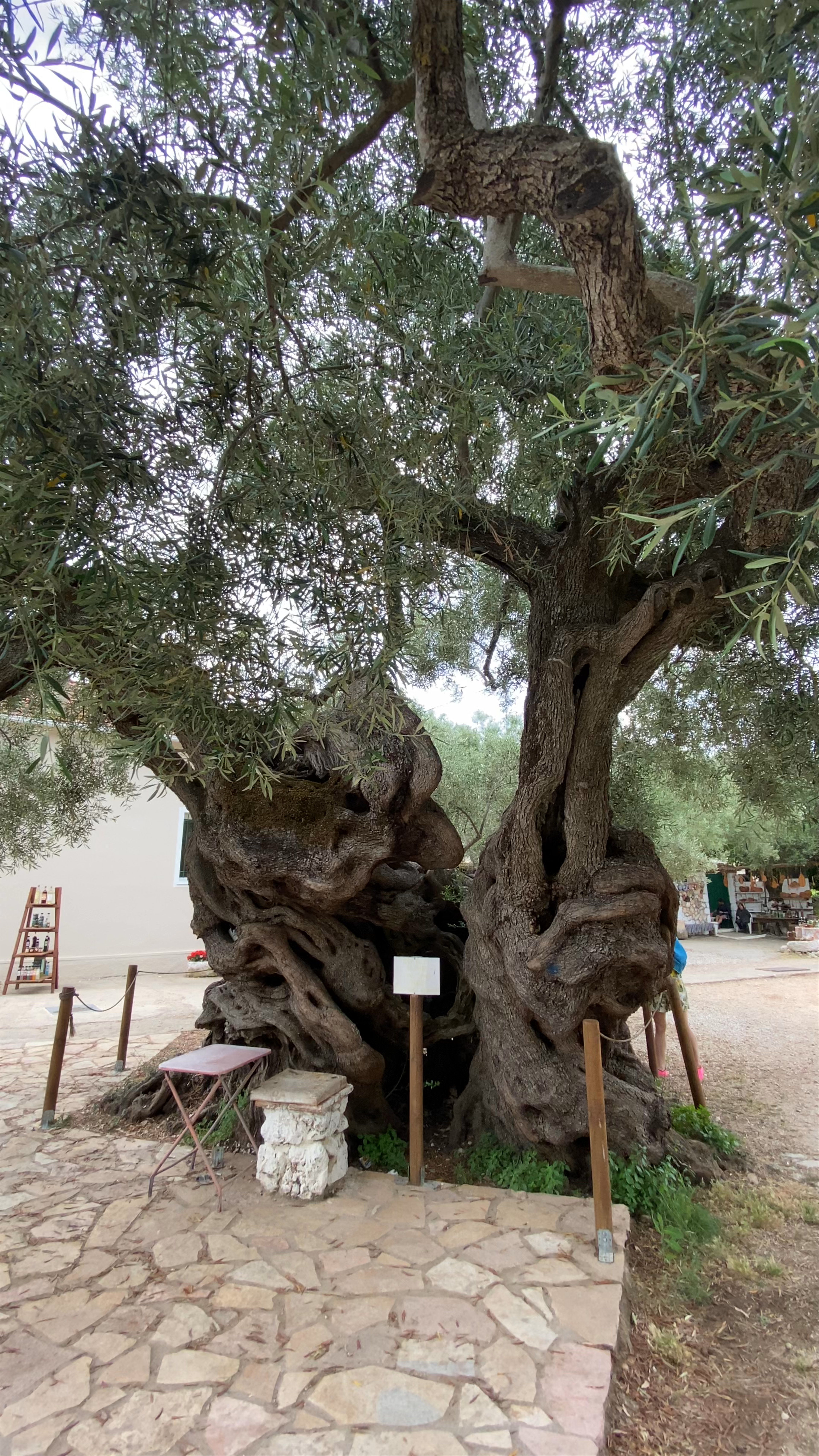 Old Olive Tree