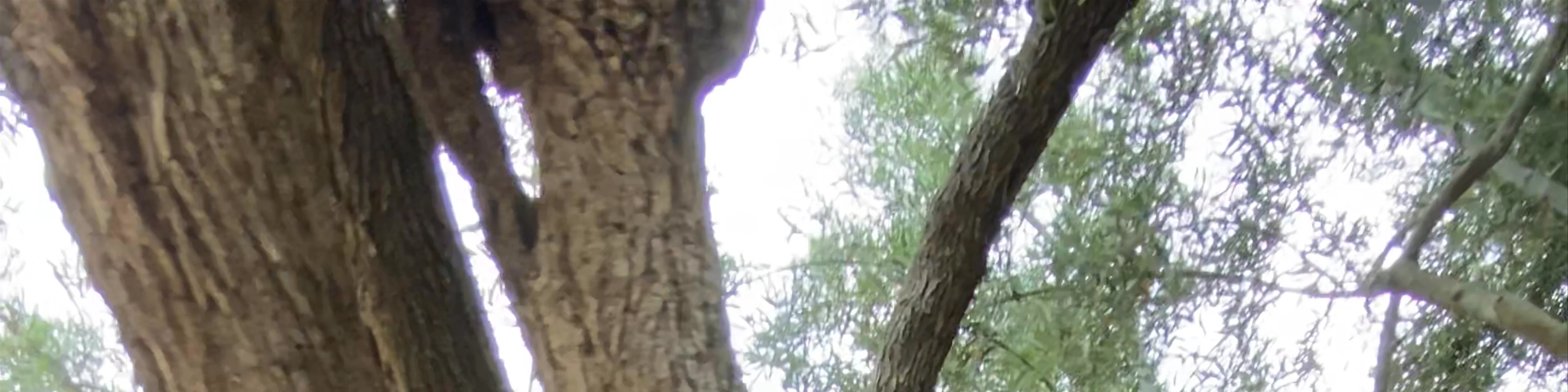 Old Olive Tree