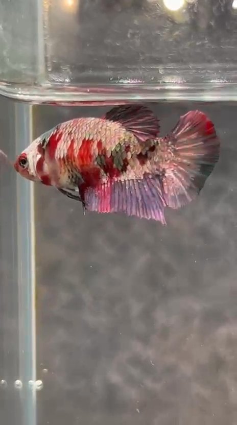 Siamese fighting fish (sometimes Betta, esp. US)