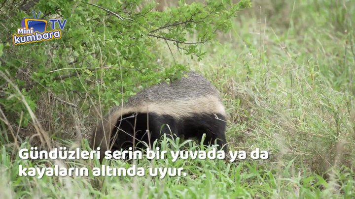 thumbnail Bal Porsuğu