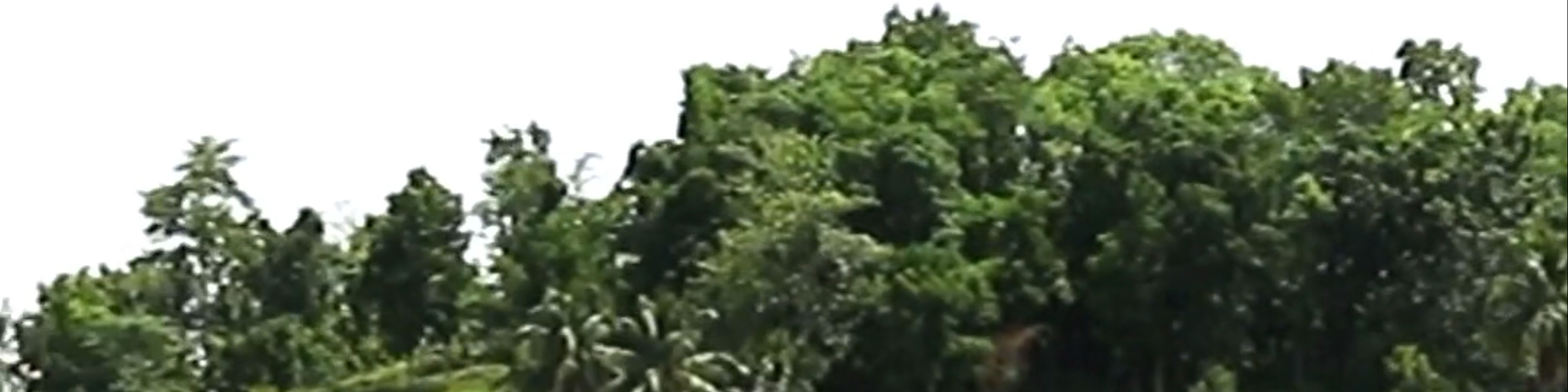 Bohol