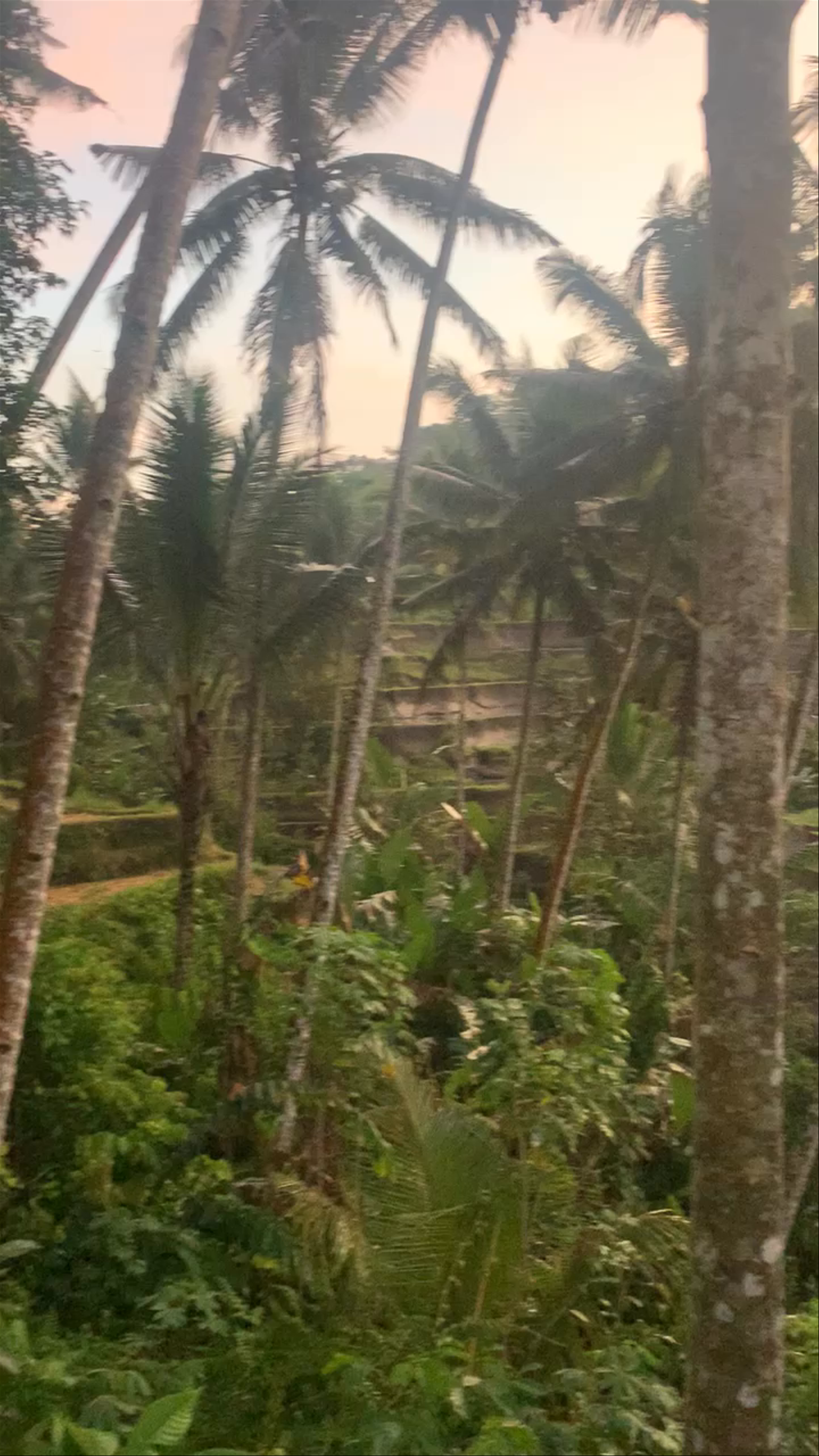 Tegallalang Rice Terrace: A Tropical Dawn in Bali's Green Heart