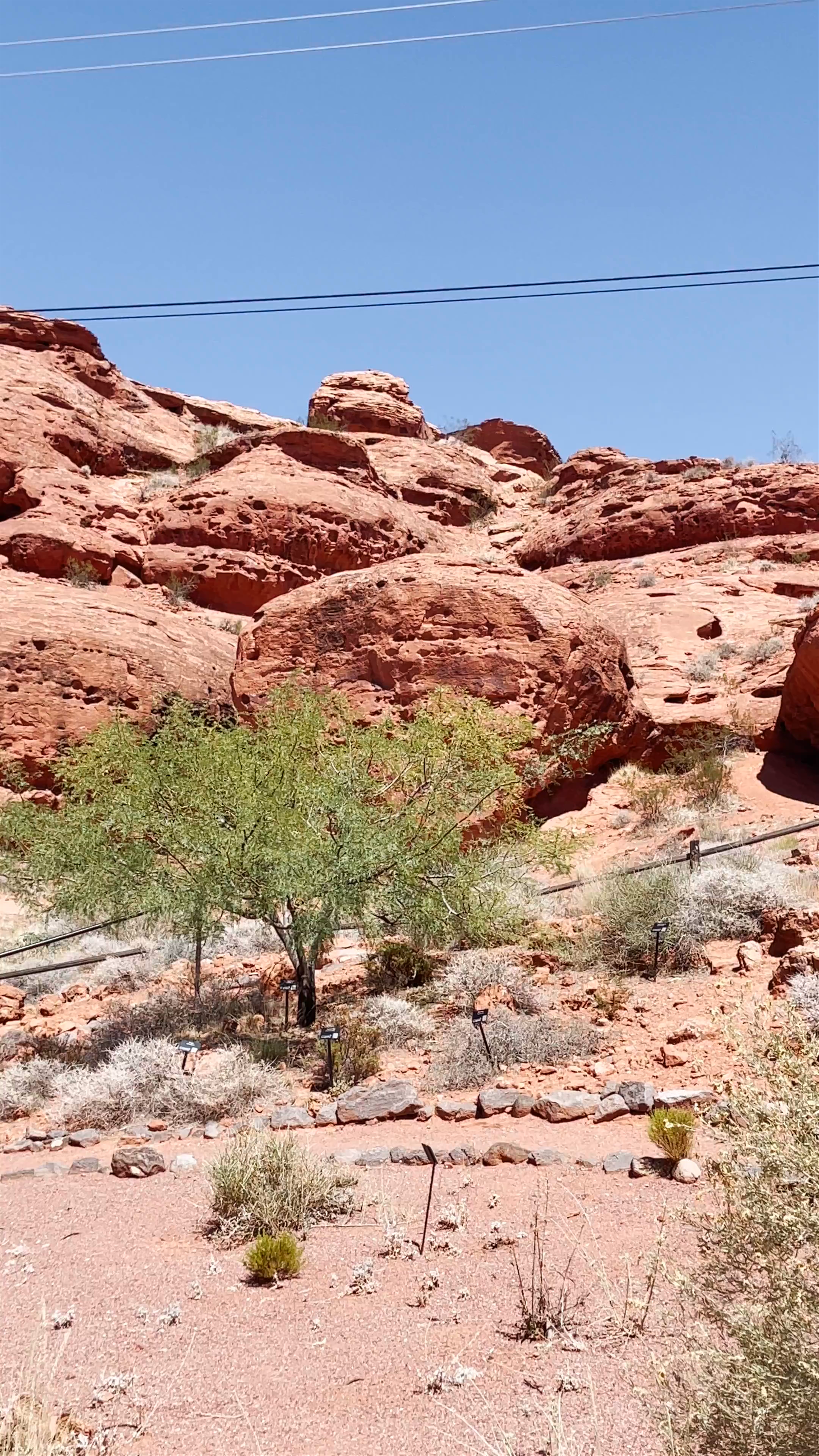 Red Hill Desert Garden 