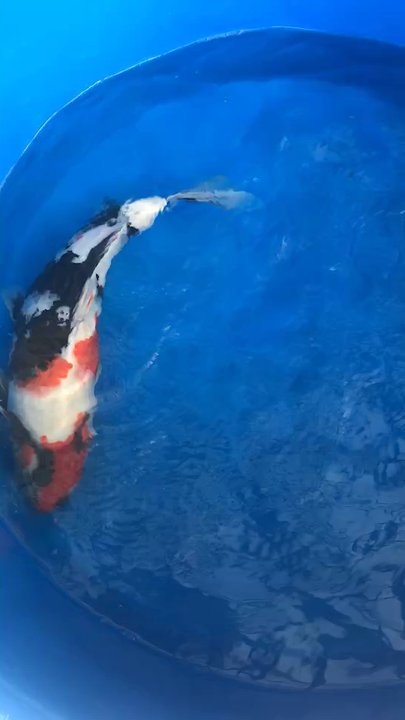 Demi Koi - Perfect Showa ! Thanks Demi koi - Local Fish Stores Near Me - Temple City, California