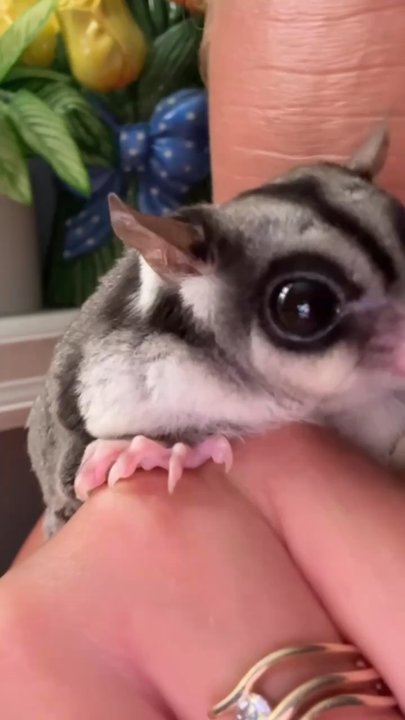 Moonlit Marsupials - Jamie is my wife and this her rescue girl Chloe - Pet Breeders Near Me - Circleville, Ohio