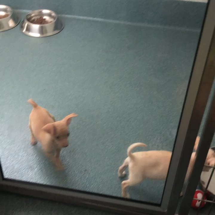 Placer SPCA - So cute! - Animal Shelters Near Me - Roseville, California