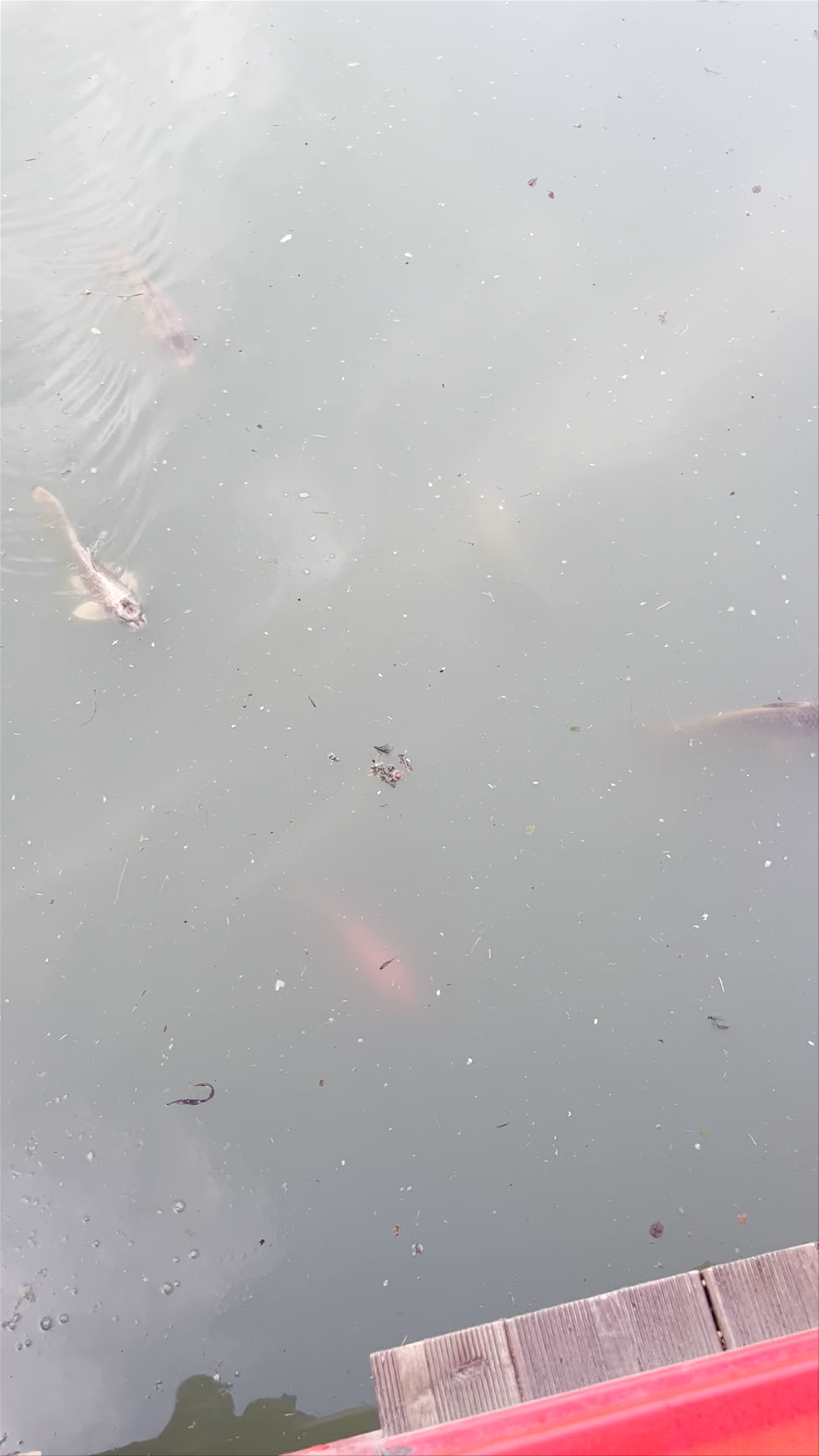 Tranquil Koi Pond Moments at Pierre-Baudis Japanese Garden, Toulouse