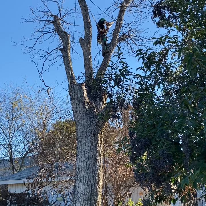 Garza Tree Trimming - Hired  Rudolpho Gaza Tree Service again. - Tree Services Near Me