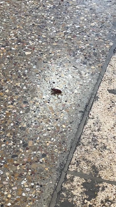 Chicken Pullita - ROACHES!!! - Mexican Near Me - Weatherford, Texas