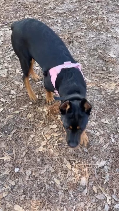 Burroughs Park - Bigger dog park - Fishing Near Me - Tomball, Texas