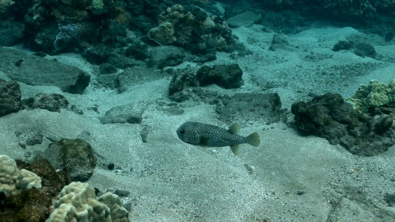 Spot-fin Porcupinefish poster