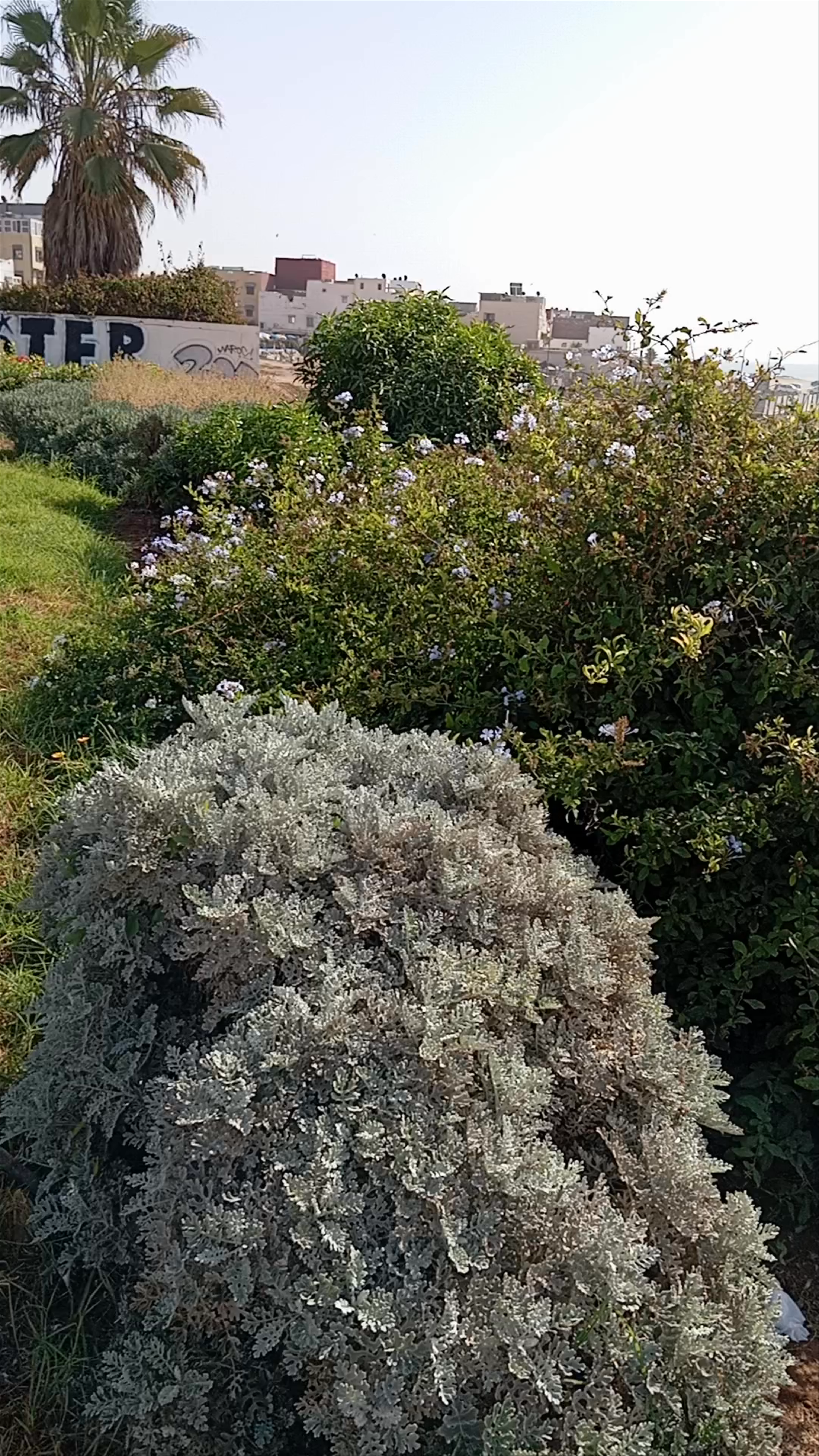 Serene Green Oasis at Corniche Anza, Morocco