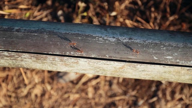 Ants walking on wood
