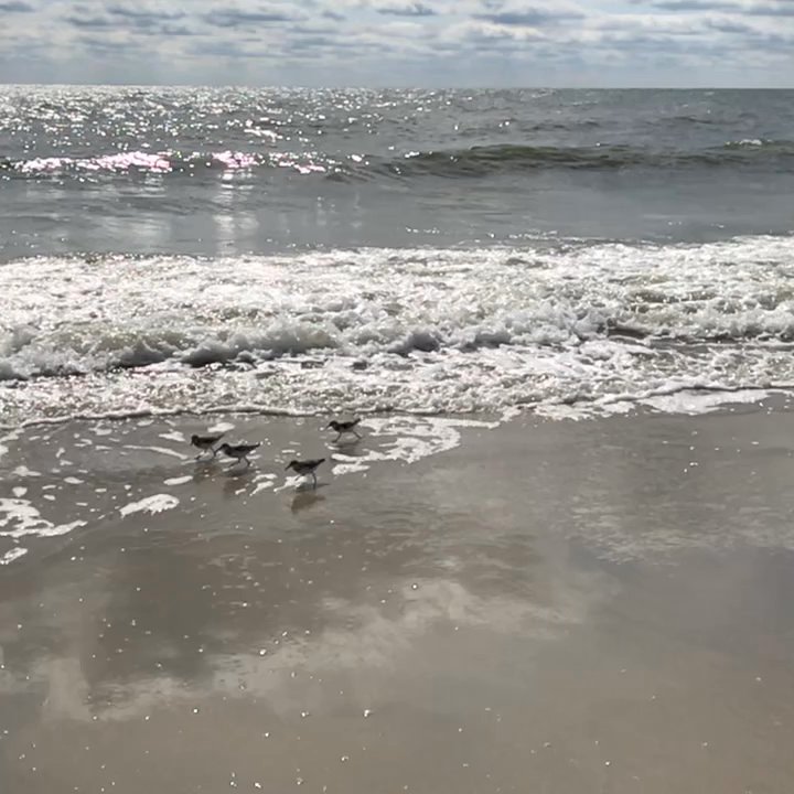 Main Beach - Here birdie, birdie! Main Beach | Amelia Island, FL - Beaches Near Me - Fernandina Beach, Florida