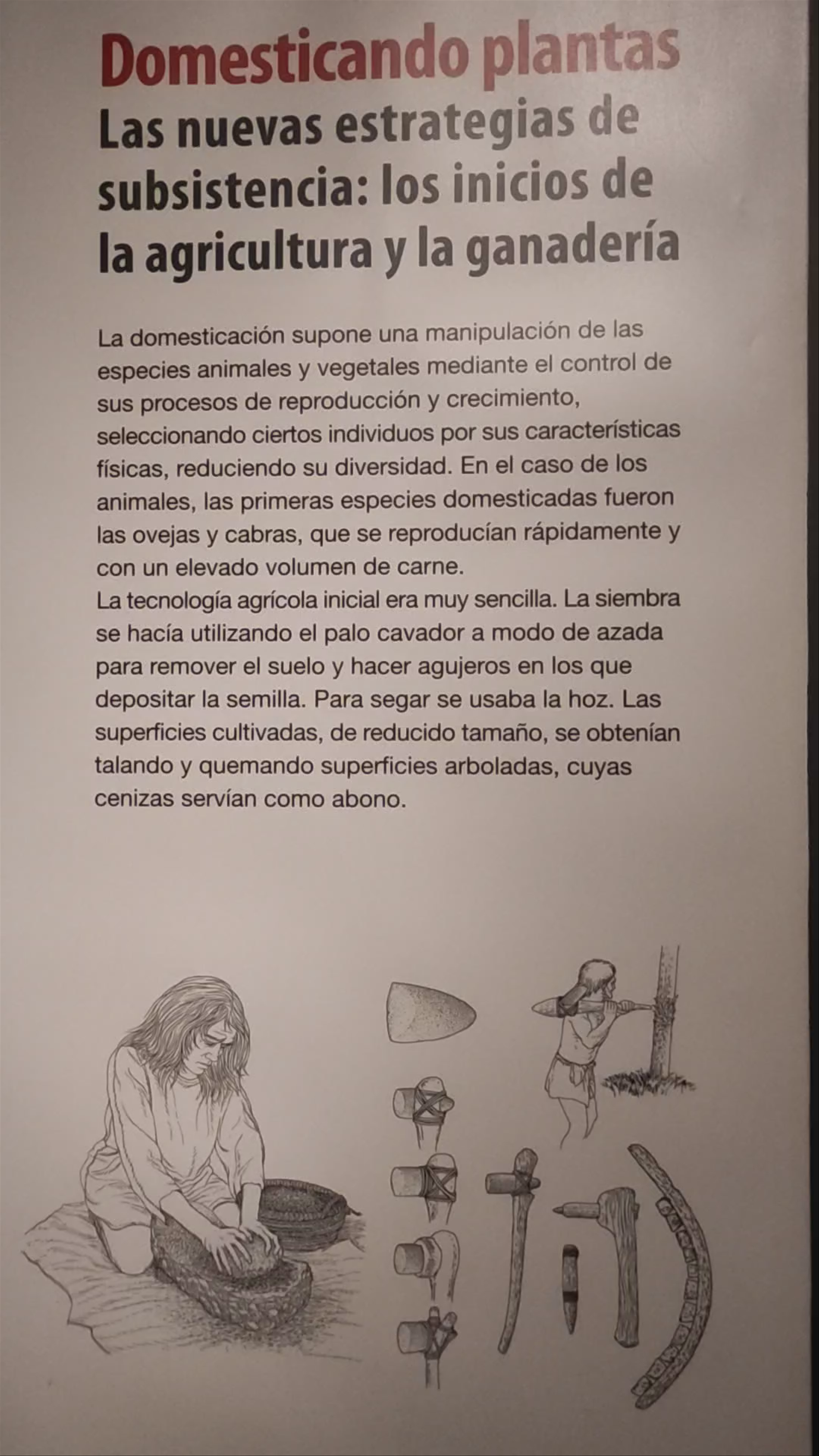 Domesticating Plants: Early Agriculture and Animal Husbandry Origins at Museo Arqueológico de Murcia