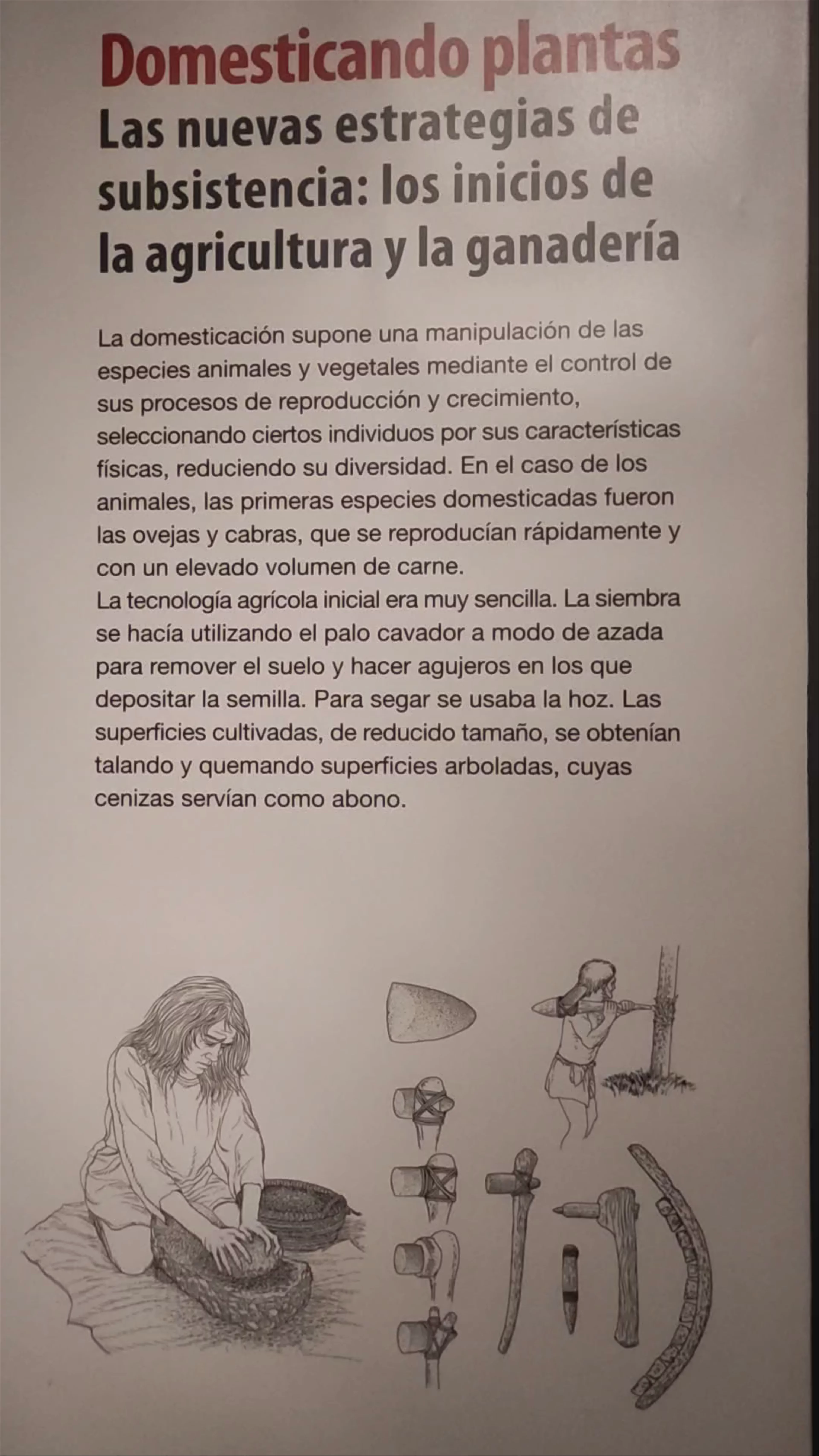 Museo Arqueológico de Murcia (MAM)