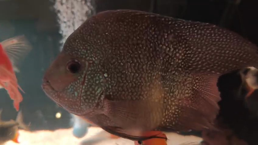 Texas cichlid, Rio Grande cichlid