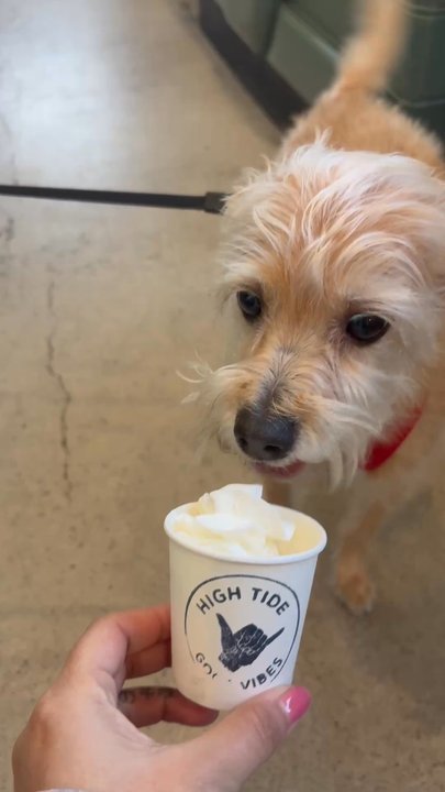 High Tide Coffee - Pup cups! - Coffee & Tea Near Me - San Clemente, California